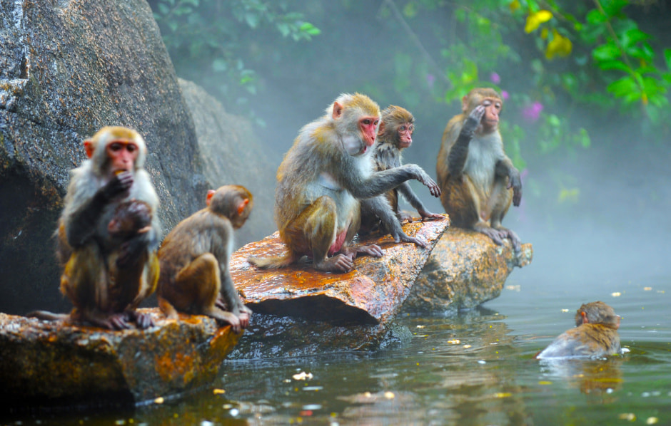 Остров обезьян, Санья