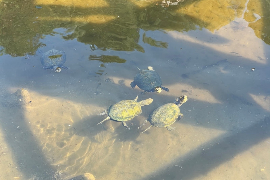 11-Болотные черепахи.jpg