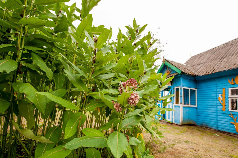 Музей Николая Тарасюка и его деревянный народ 8.jpg