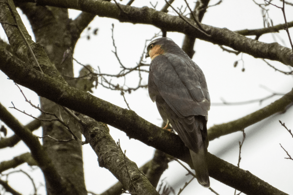 Свиристель 9_Ястреб-перепелятник.png