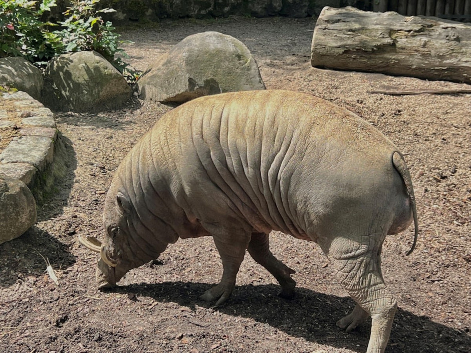 Берлинский зоопарк 14.jpg