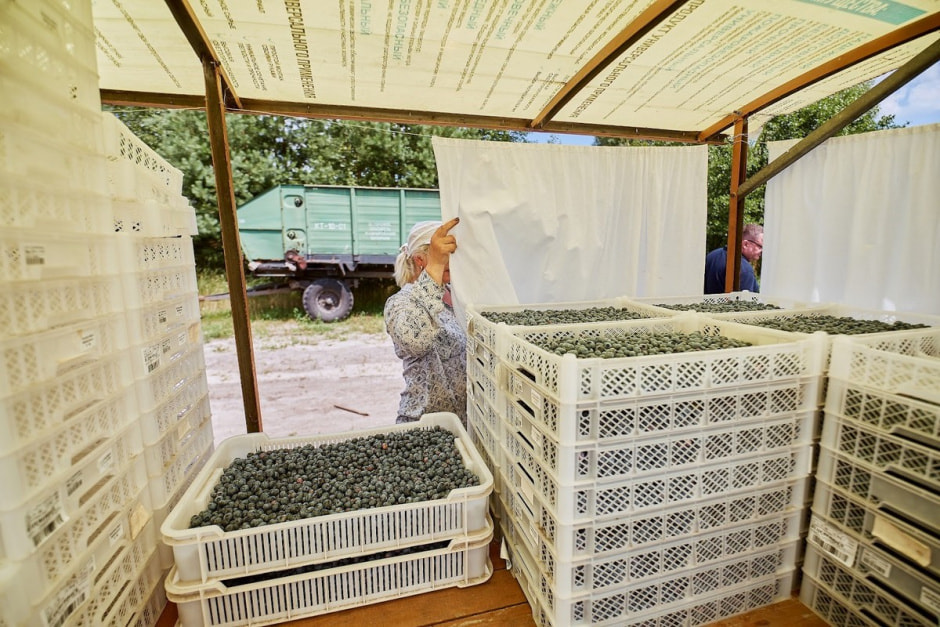 Как выращивают голубику 9.jpg