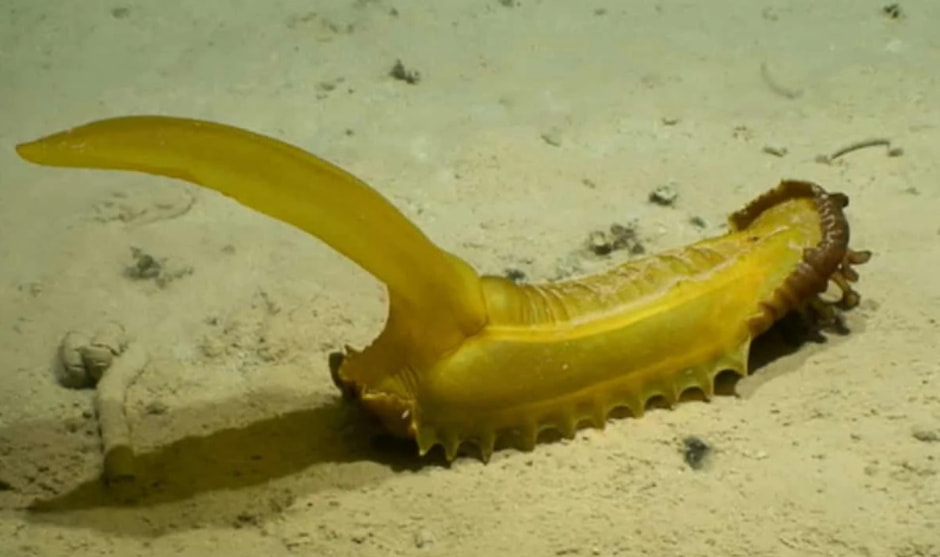 МАрмеладная белка (2).jpg