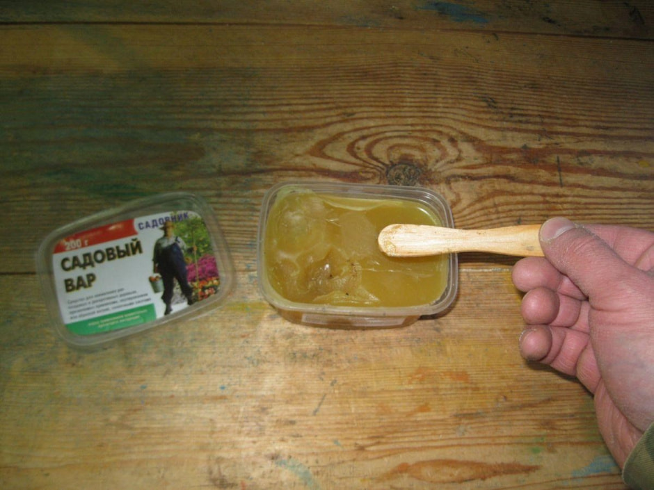 Побелка деревьев 7.jpg Побелка деревьев 7.jpg