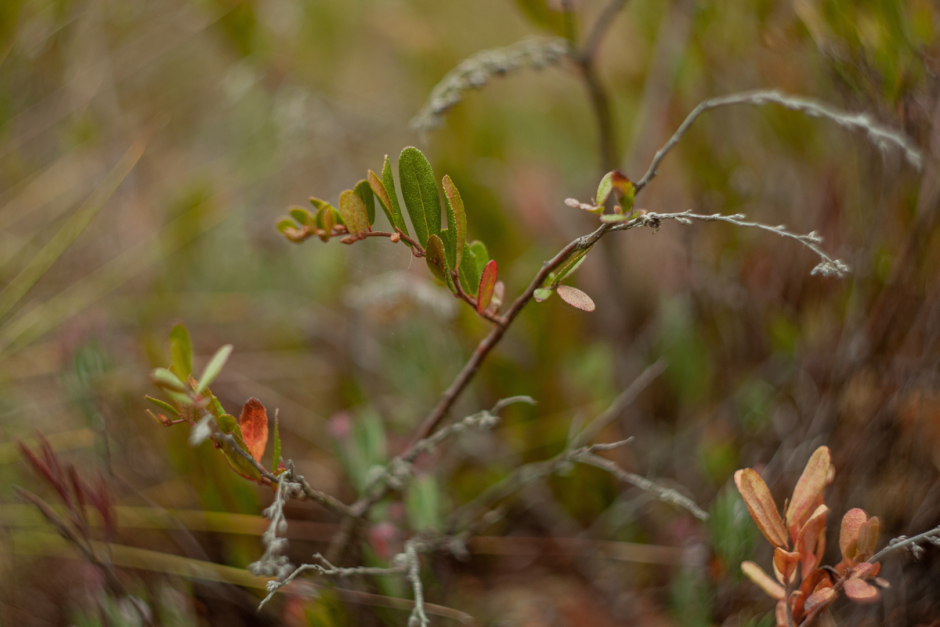 Серые журавли и Ельня 12.png