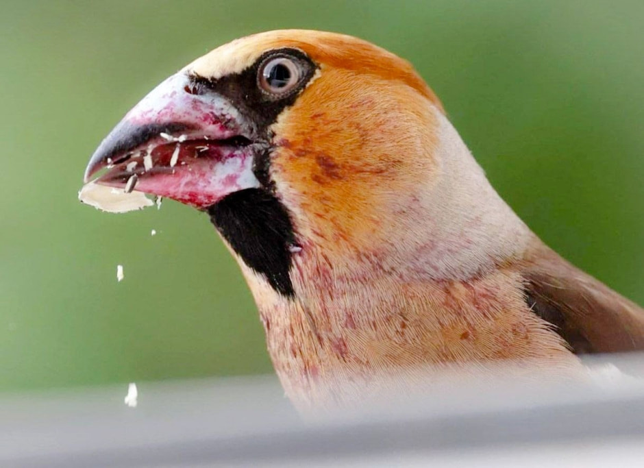 Зимние птицы в городе 5_Дубонос.jpg