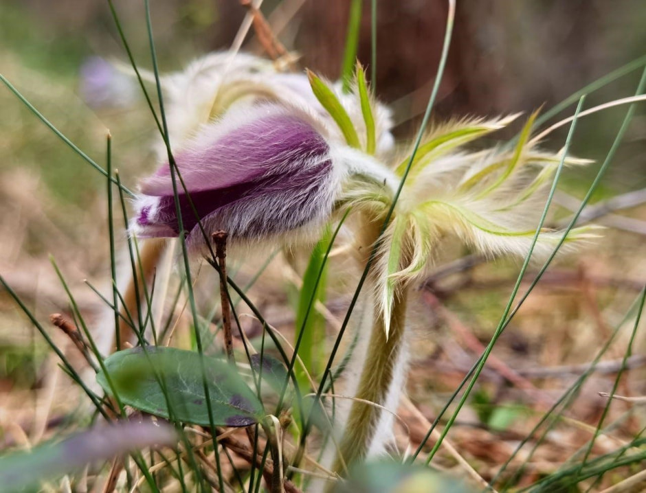 Первоцветы 7_Сон-трава.jpg