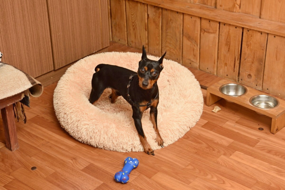 Зоогостиница 4 лапы 6.jpg