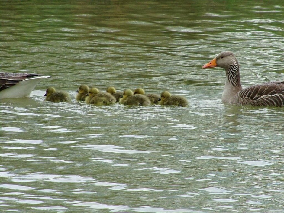 Водоплавающие птицы 7.jpg
