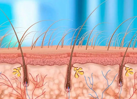 Ученые выяснили, как на самом деле растут волосы: открытие может остановить облысение