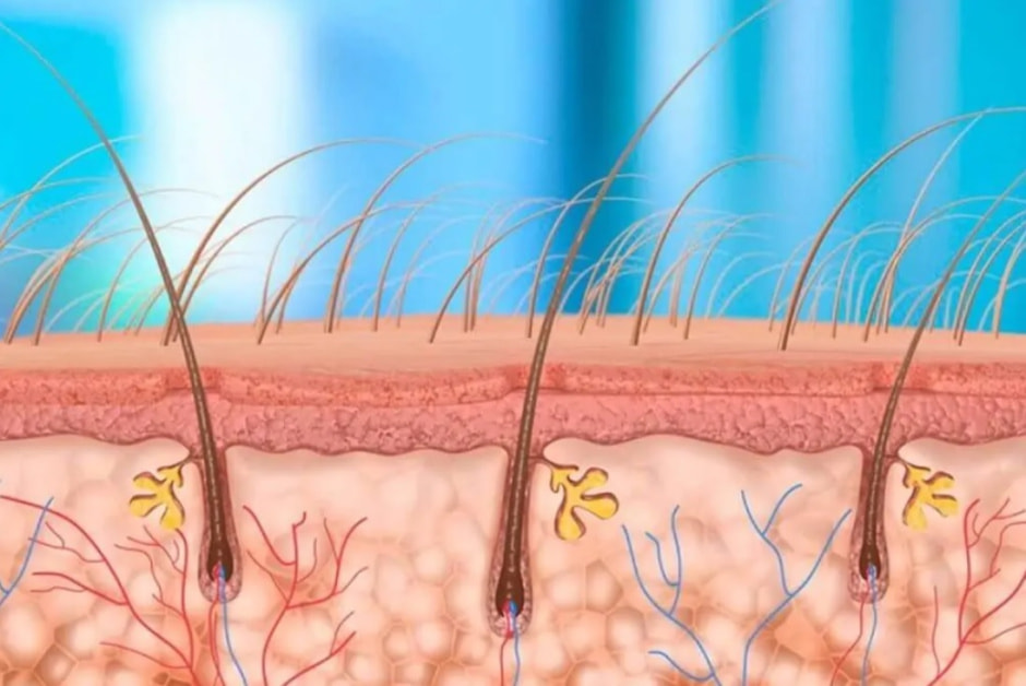 рос волос рос волос