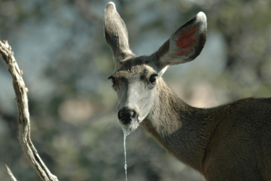 олень зомби вирус.png