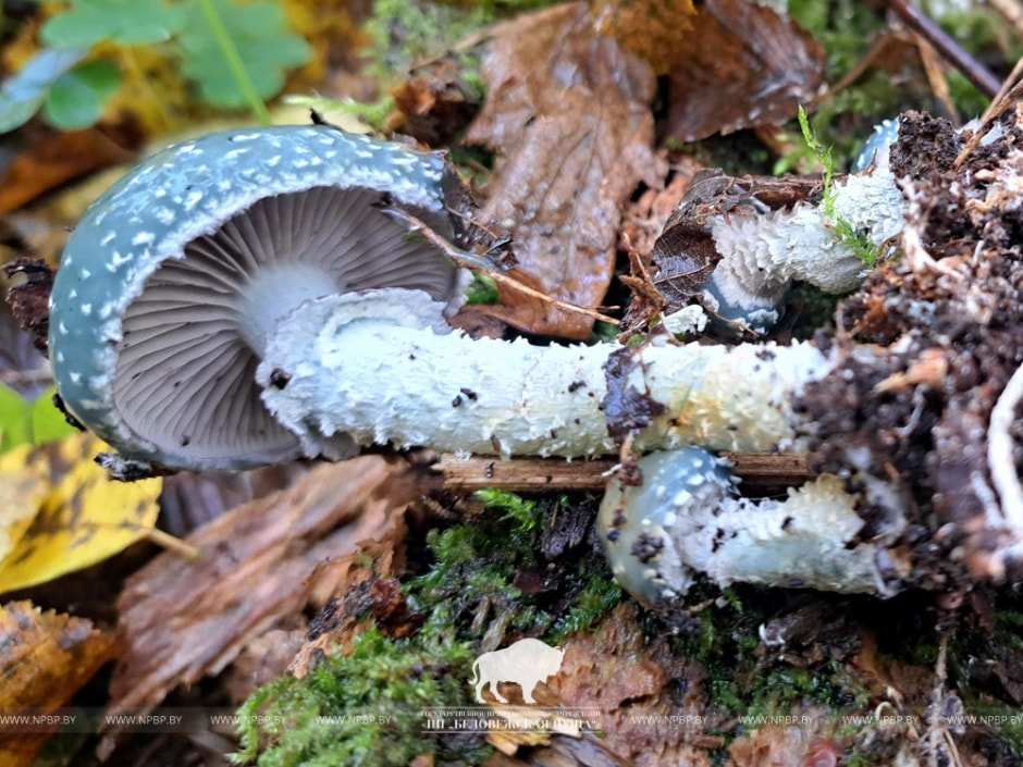 строфария 2.jpg