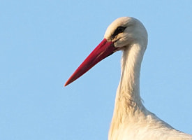 Может ли аист “сжечь” дом обидчика и кого он приносит вместо детей? Выяснили у биолога