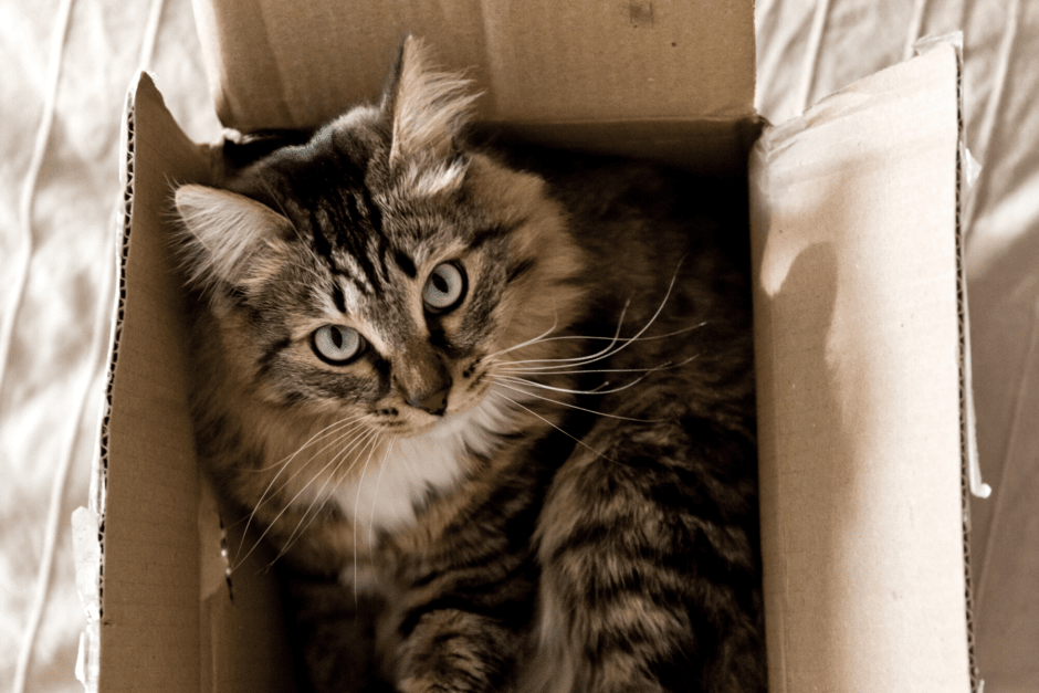 Переезд с животными 9.png