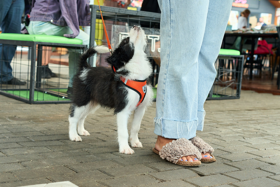 фестиваль “Хвостатый двор”