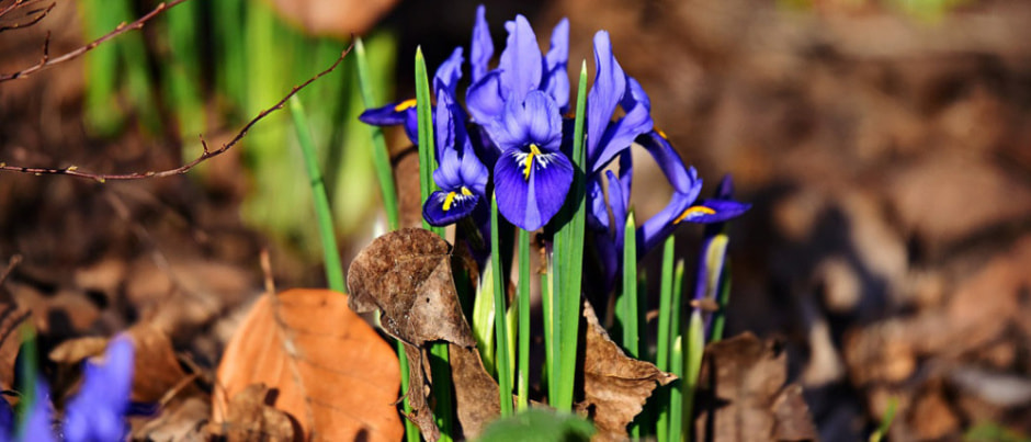 луковичные8.jpg луковичные8.jpg