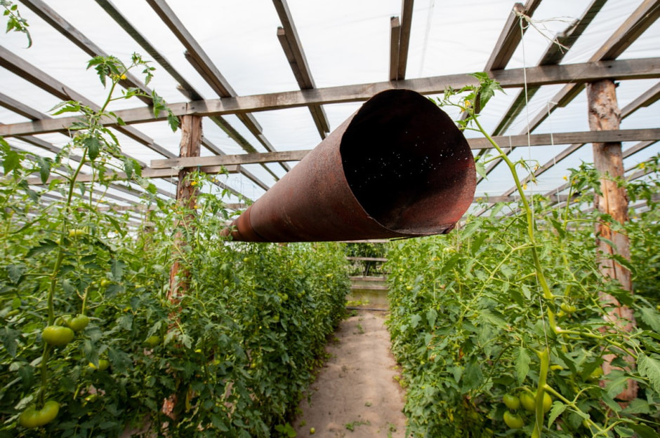 Семья Лой 20 лет выращивает огурцы и помидоры 5.jpg