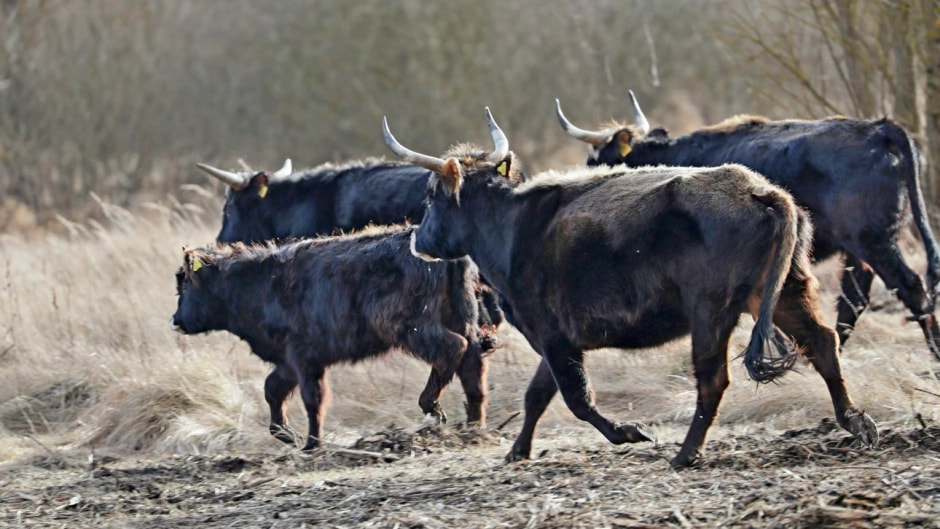 Быки Хека 5.jpg