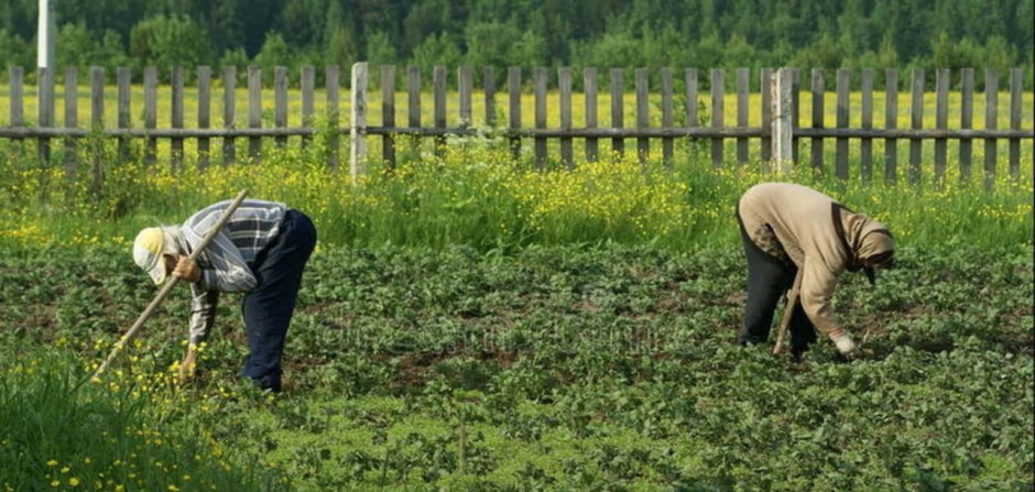работы в огороде