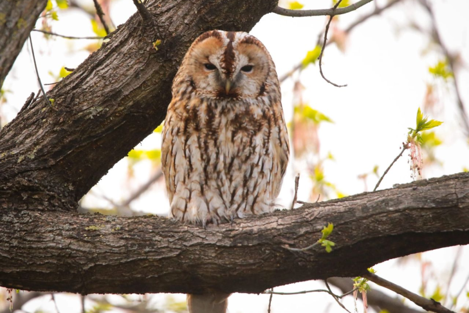 Хищные птицы Беларуси 4.png