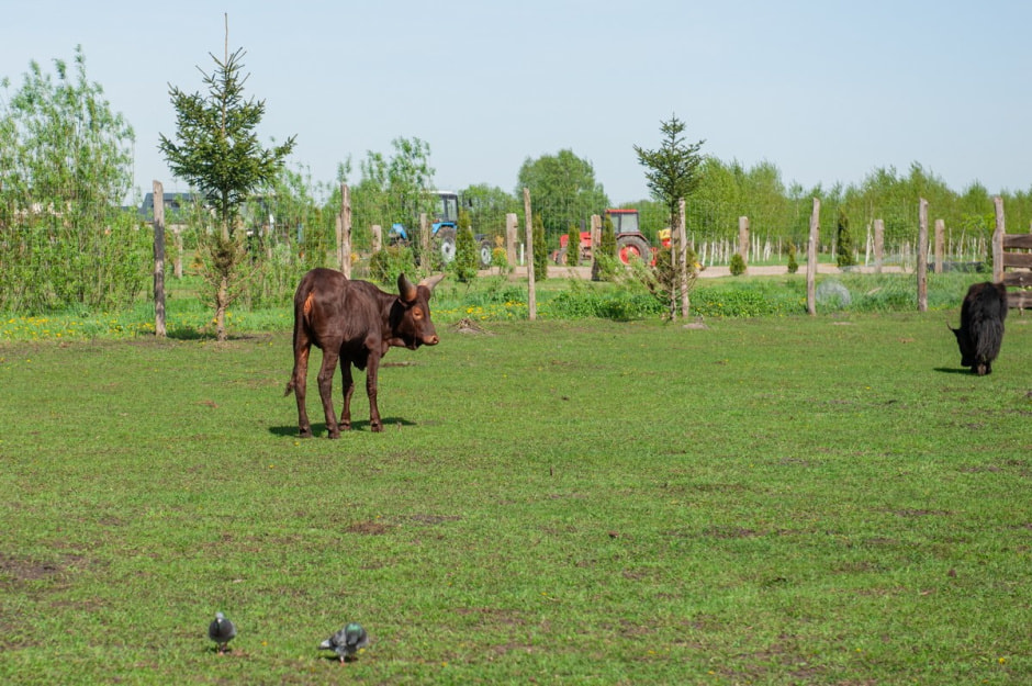 Быки ватусси 5.jpg