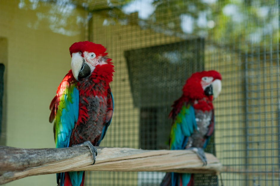 Семья Шокало и экзотический сад 23.jpg