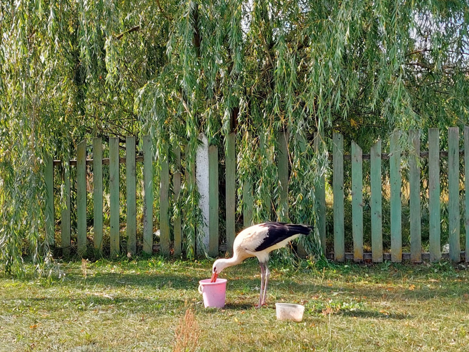 Аист Буся-2 1.jpg