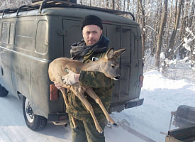 Нашли у дороги и грели в машине: в Столинском районе лесники помогли обессиленной косуле