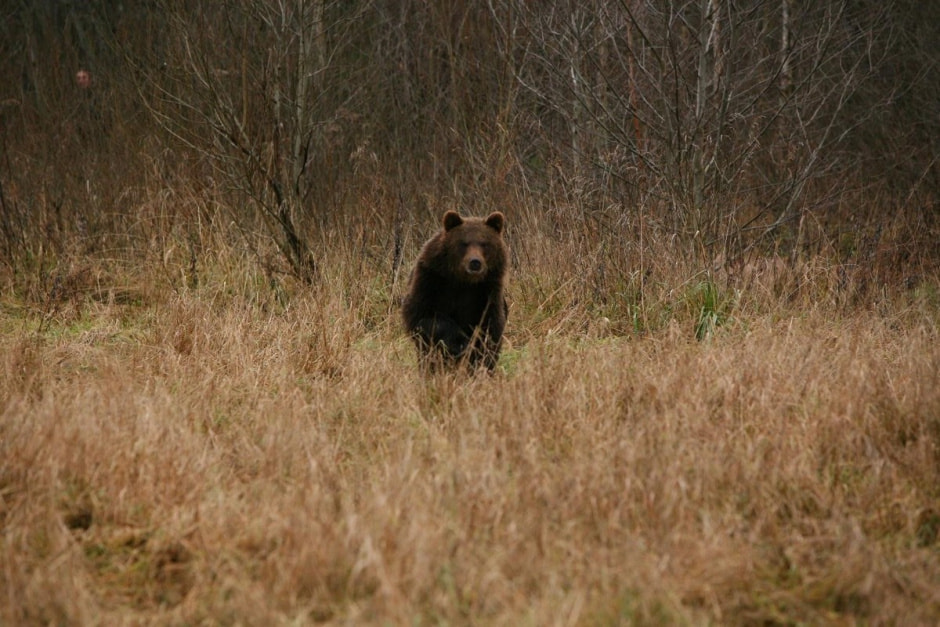 Медведи в Беларуси 6.jpg