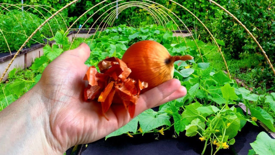 Луковая шелуха