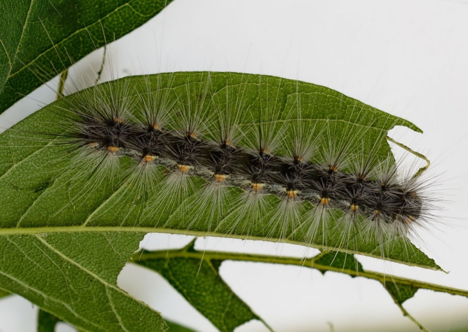 Кровопийцы атакуют 7.jpg