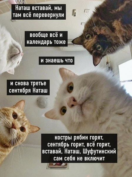 котэ.jpg котэ.jpg