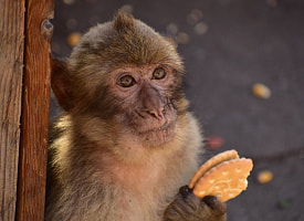 Макаки в Гибралтаре начали есть землю после угощений туристов. Отравились фастфудом?