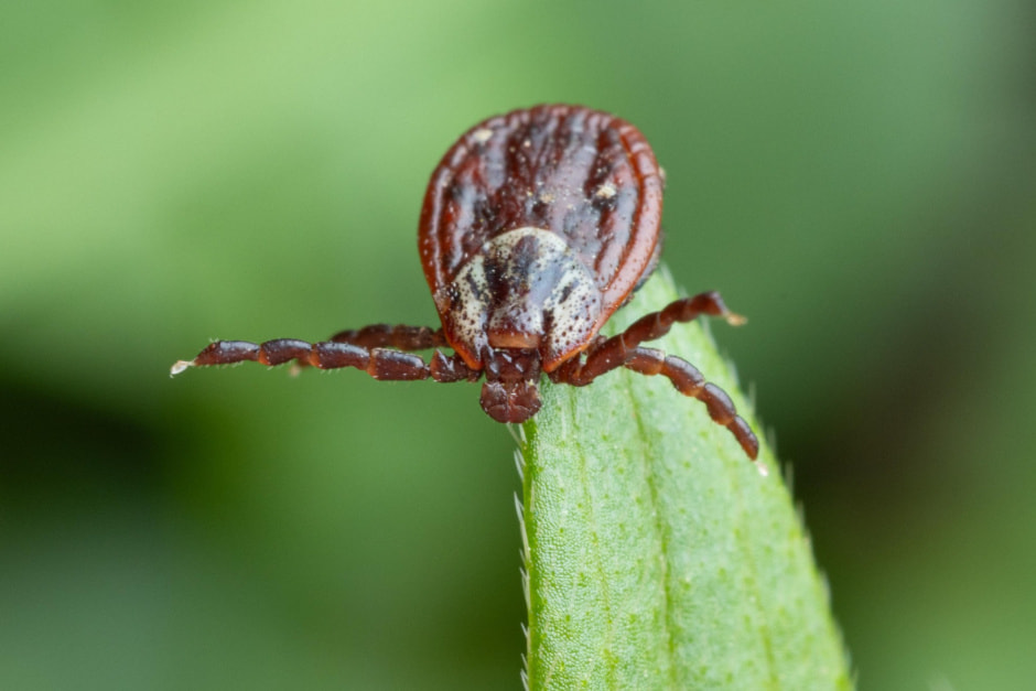 Клещи 10-inaturalist.jpg