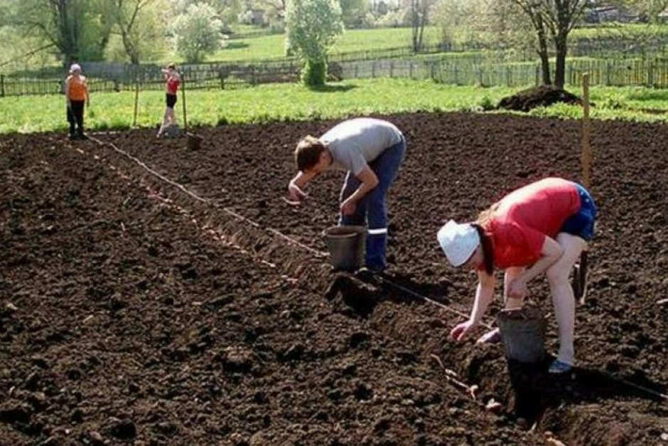 Садим разносортовой картофель 7.jpg