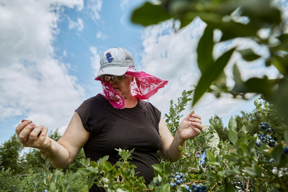 Как выращивают голубику 17.jpg