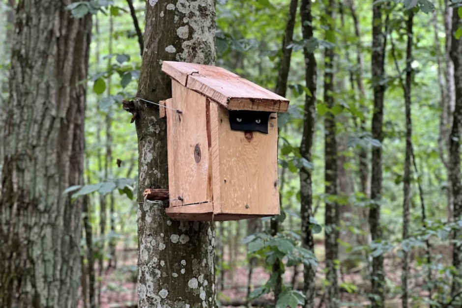 Соня-полчок 4.png