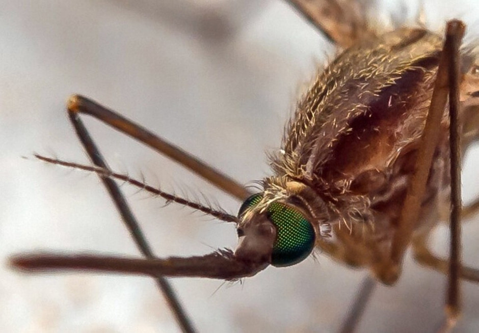 Малярийные комары 5.jpg