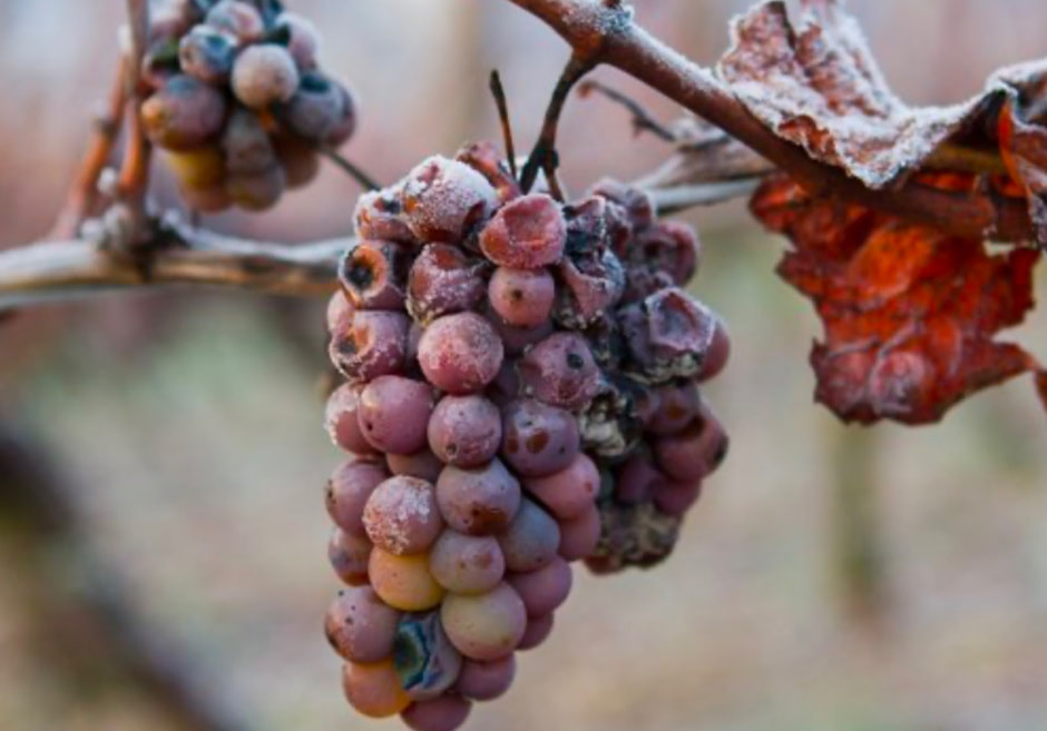 Айсвайн 5.jpg