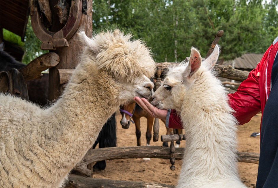альпаки2.jpg