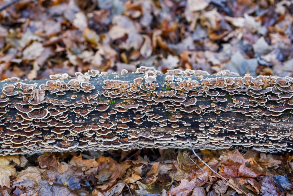 Как бортник спасает на Полесье черных пчел 29.jpg