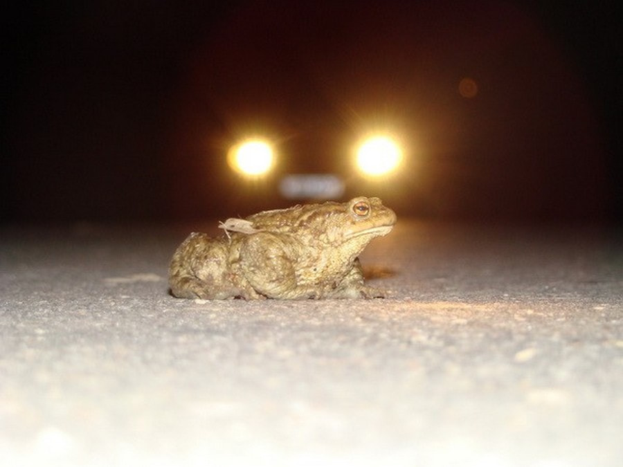 Экодуки и тоннели для животных 14.jpg