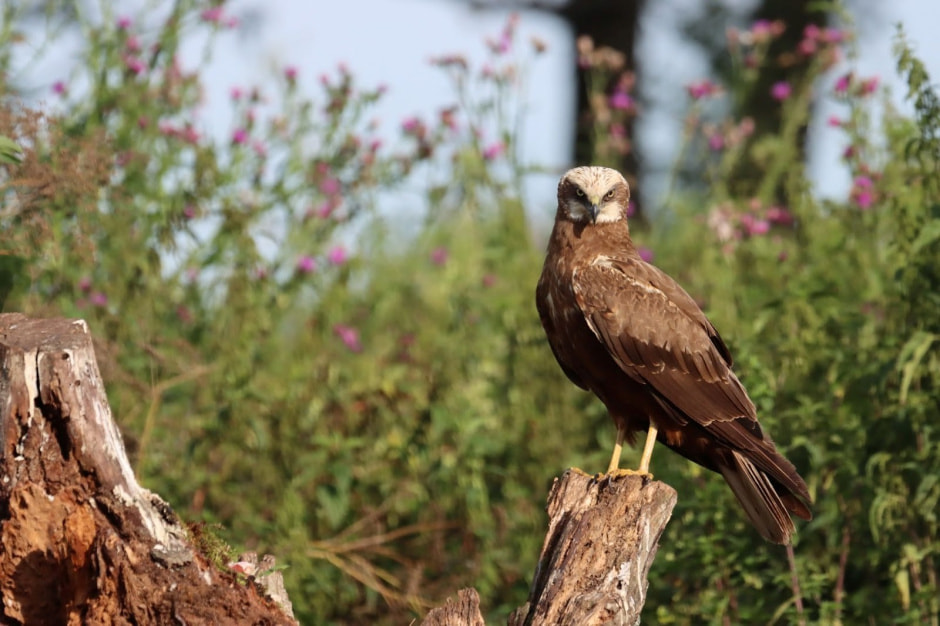 Болотный лунь 5.jpg