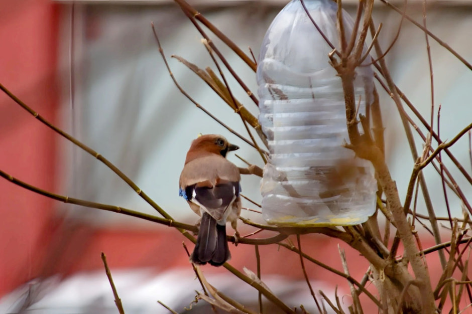 Подкармливаем птиц зимой 2.jpg