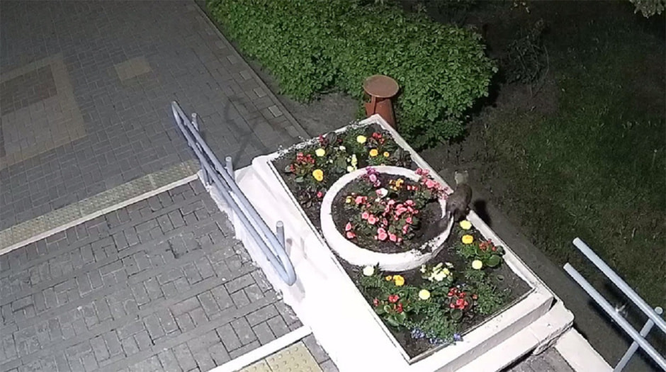 Куница на клумбе.jpg Куница на клумбе.jpg