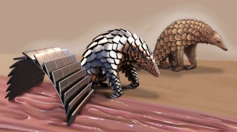 Робот-панголин .jpg