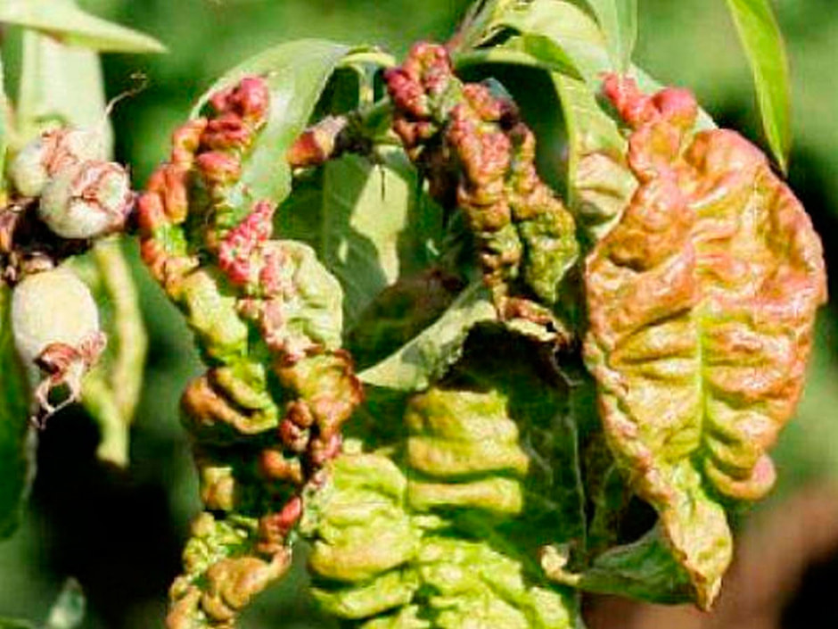 курчавость_персика.jpg курчавость_персика.jpg