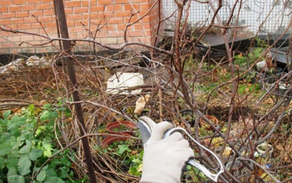 aktinidia2.jpg aktinidia2.jpg