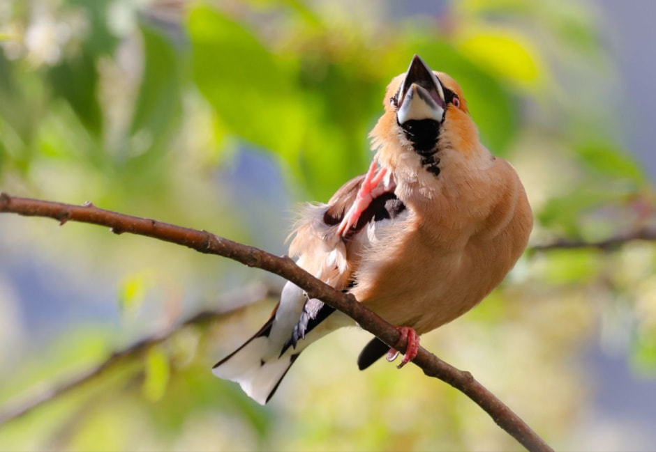 Зимние птицы в городе 7_Дубонос.jpg